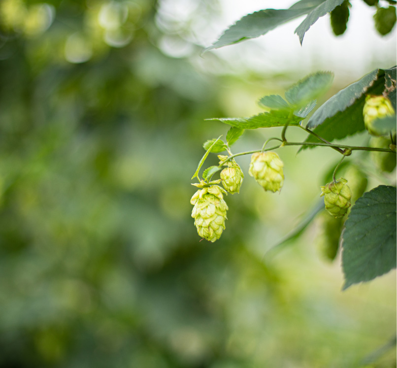 The Commercialization Potential of BC Feral Hops