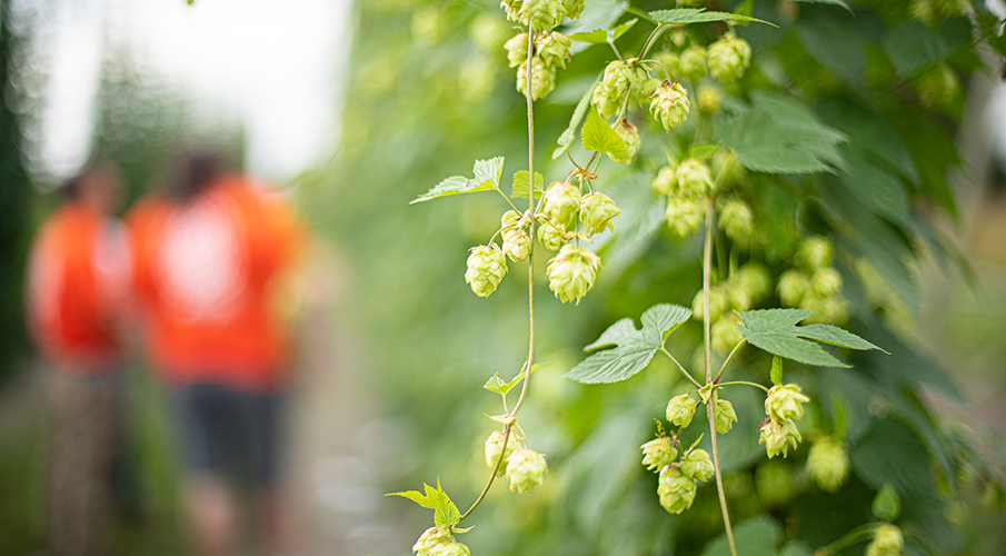 Feral Hops for B.C.’s Microbrewing Industry