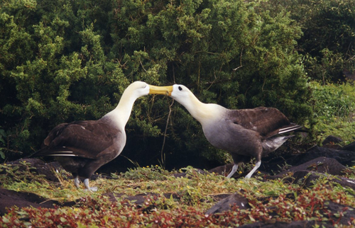 Espanola Island