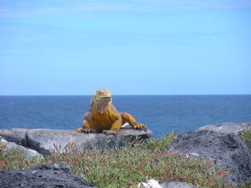 Land Iguana