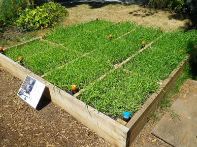 biochar garden growth