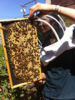 Bee Keeper
