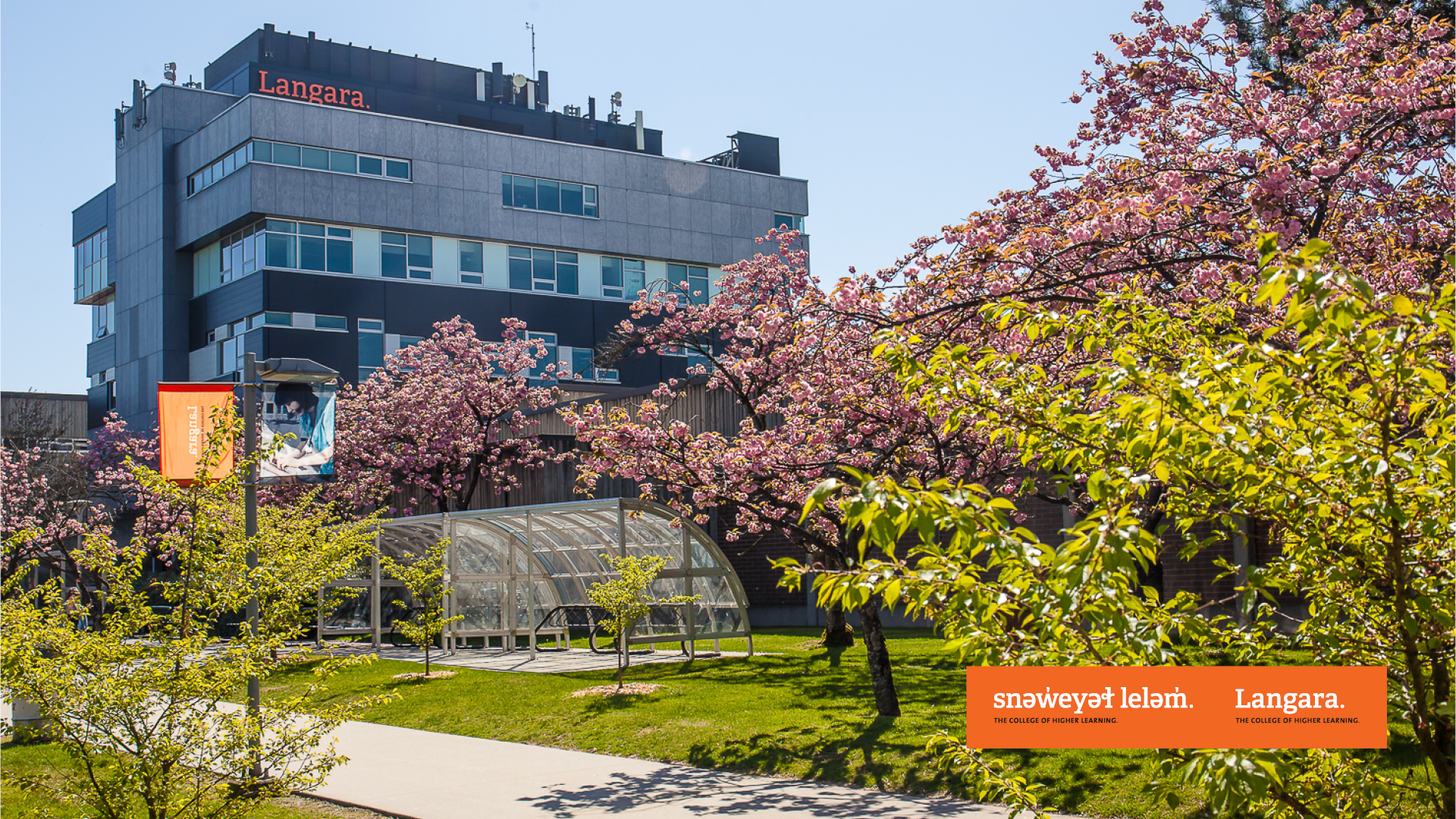 cherry blossom campus